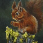 ‘Red Squirrel’